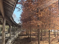 -上海海湾国家森林公园