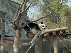 西直门三太子-北京动物园