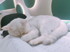 -飞行喵MR PILOT|猫舍·猫咖(静安大融城店)