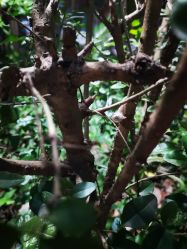 -成都市妇女儿童中心医院(中心院区)