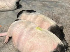 -杭州野生动物世界