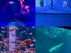 -海合安成都极地海洋公园