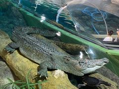 -上海海洋水族馆