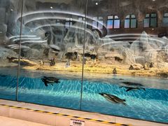 -帝企鹅自助餐厅•儿童岛•真企鹅(长隆企鹅酒店)