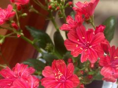 -双季花艺园艺市场(浦东店)