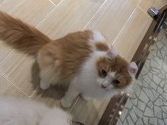 -momokira米努特·德文卷毛猫·棉花面纱犬
