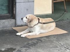 -黄桷坪涂鸦艺术街