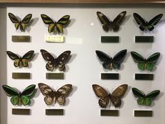 -上海昆虫博物馆