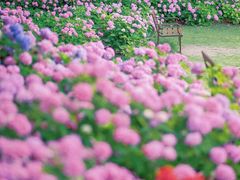 -上海滨江森林公园