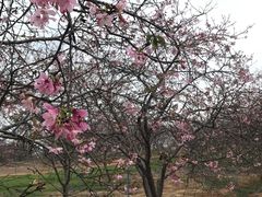 -天适樱花悠乐园