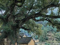 -杨家堂村