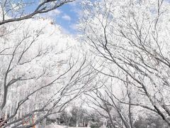 -上海共青森林公园