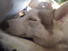 -Husky Go! 哈士奇体验馆·宠物咖啡厅狗咖