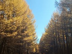 -塞罕坝国家级自然保护区