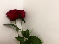 -比华利美容医院