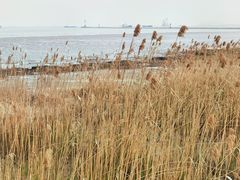 -上海吴淞炮台湾国家湿地公园