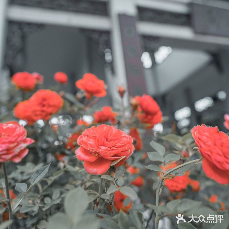 长沙必打卡景点｜橘子洲真的🈶橘子么⁉️