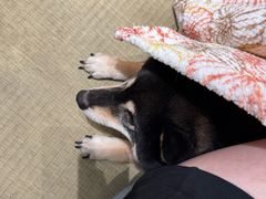 -逗柴咖啡屋·狗咖猫咖宠物桌游