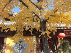 -龙华素斋(龙华路店)