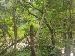-四会奇石河风景区