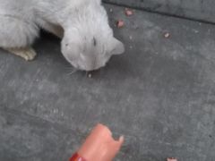 -焙味多动物奶油生日蛋糕(成皋路店)