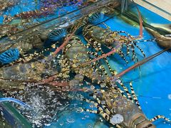 -三亚新鸿港水果一级批发市场