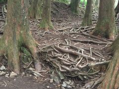 -阿里山神木遗迹