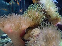 -太平洋海底世界