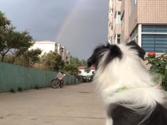 -宠福鑫康馨动物医院·骨科·眼科