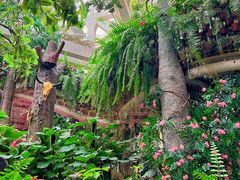-正佳雨林生态植物园