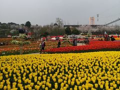 -洪湖湿地生态园