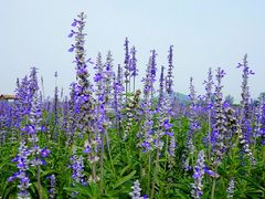 -北京东方普罗旺斯薰衣草庄园