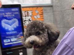 -美联众合动物医院(·中兽医·疑难杂症·严家桥分院)