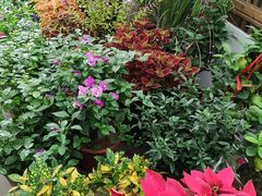 -龙大花卉苗木市场