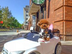 -超宠爱宠物摄影-Super pet