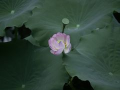 -荔湾湖公园