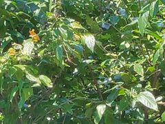 -浙江安吉JW万豪酒店·万豪中餐厅