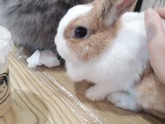 -楼上猫咖(罗湖店)