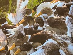 -郴州特产舜华临武鸭(郴州西站店)