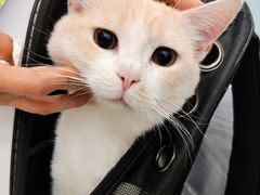 -纳吉亚猫专科动物医院·北北分院