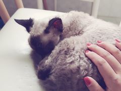 -喵的天空名猫咖啡馆·撸猫·猫舍·用品