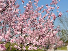 -花开海上生态园