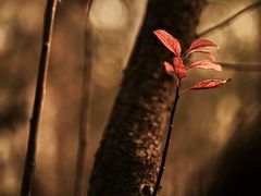 -白鹭湾湿地公园