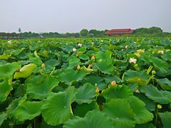 -荷塘月色湿地公园·向阳花洲