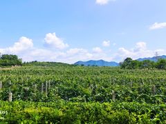 -北京张裕爱斐堡酒庄