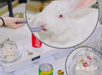 专属兔兔陪你吃下午茶｜苏州首家巨兔体验