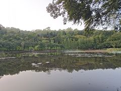 -莲花山公园