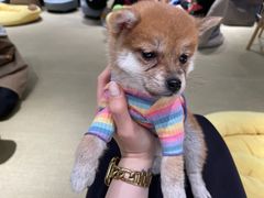 -逗柴咖啡屋·狗咖猫咖宠物桌游