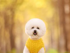 -乐琪宠物(青塔西路店)