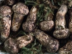 -双喜农庄·菌香园(安居家园店)